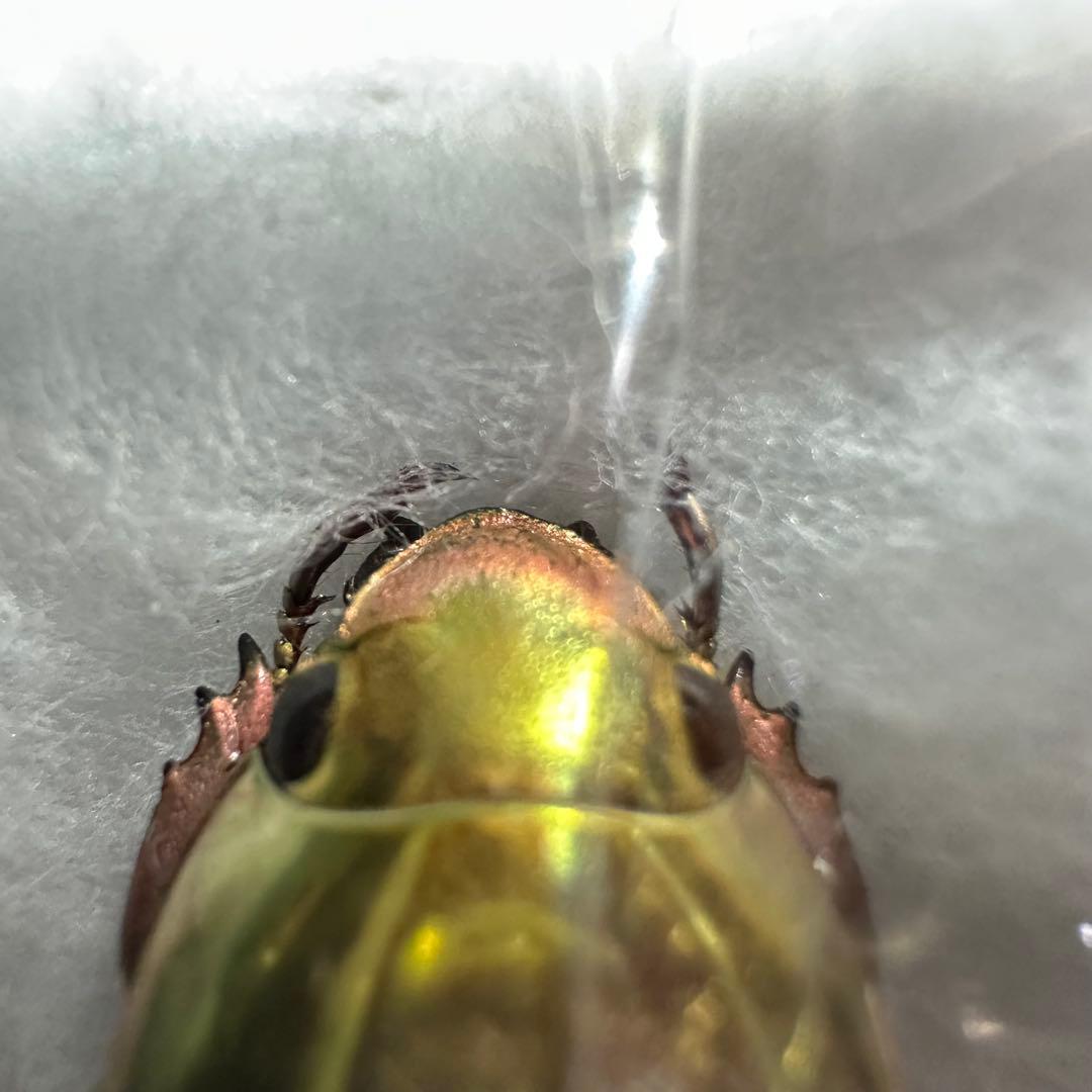 ホンジュラス産　プラチナコガネ