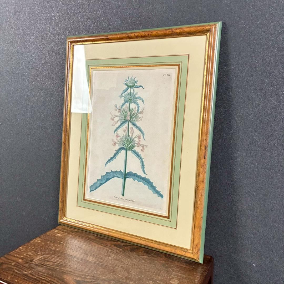 ヨハン・ヴァインマン「アザミ」銅版画+手彩色 作品保証書有 薬用植物図譜 ドイツ