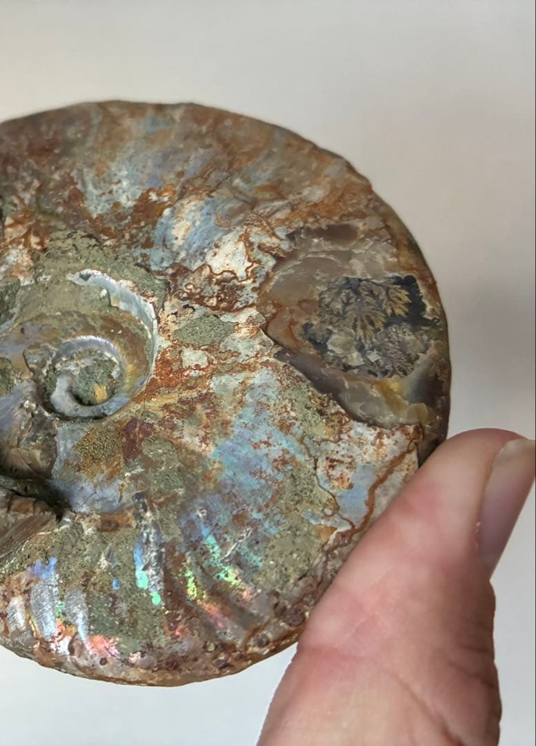 マダガスカル アンモナイト 遊色 極上 大サイズ 鉱物 標本 化石