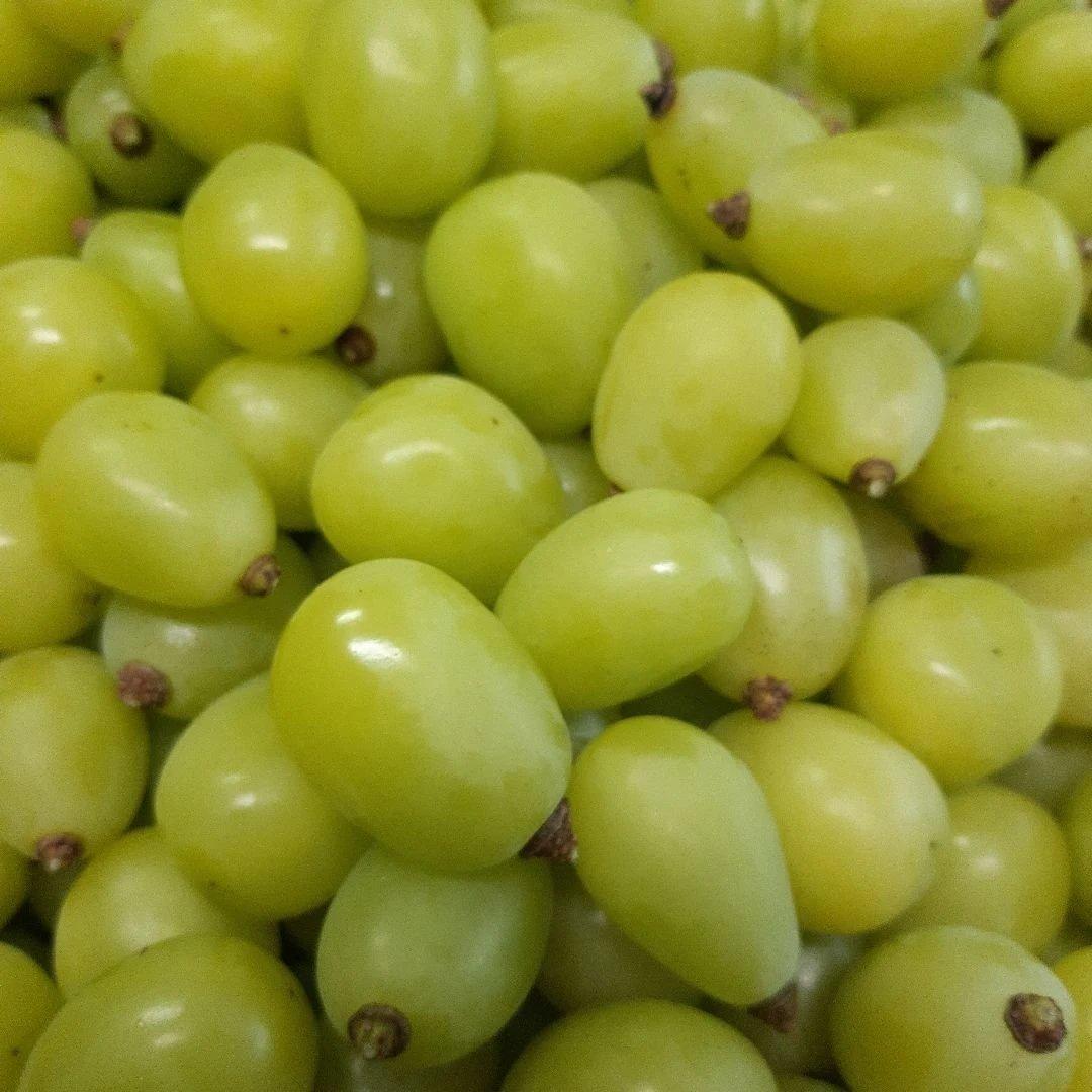 シャインマスカット増量の、徳用5.5キロ入りの粒バック入り本日限定特売品