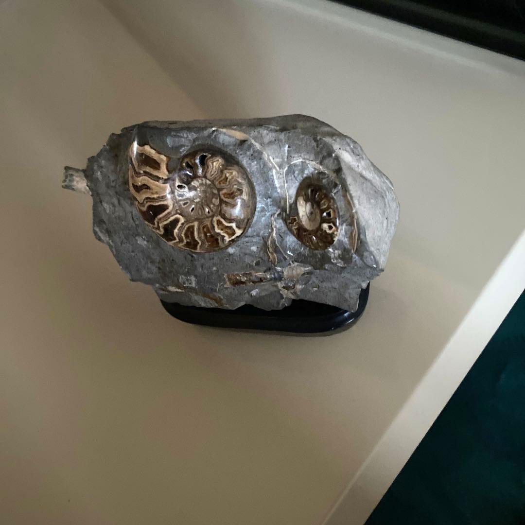 アンモナイト化石　台座付き　北海道産