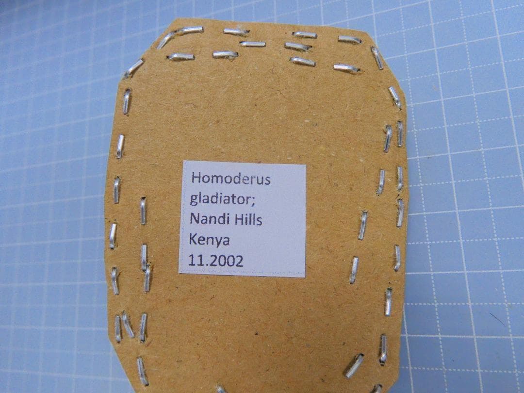 標本 Kenya Homoderus gladiator 48mm