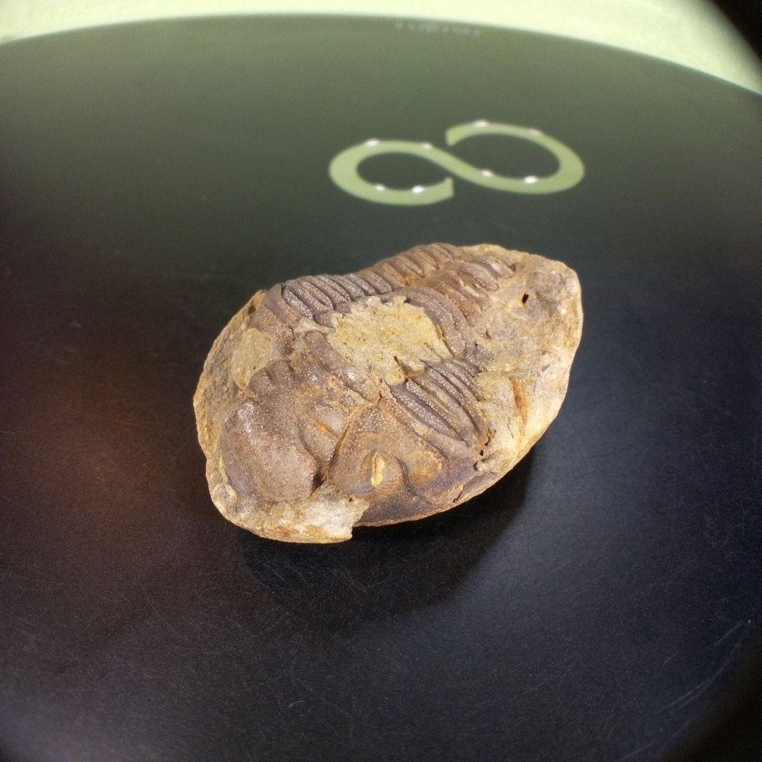 三葉虫　化石　ボリビア産　南アメリカ　trilobite　南米産fossil④