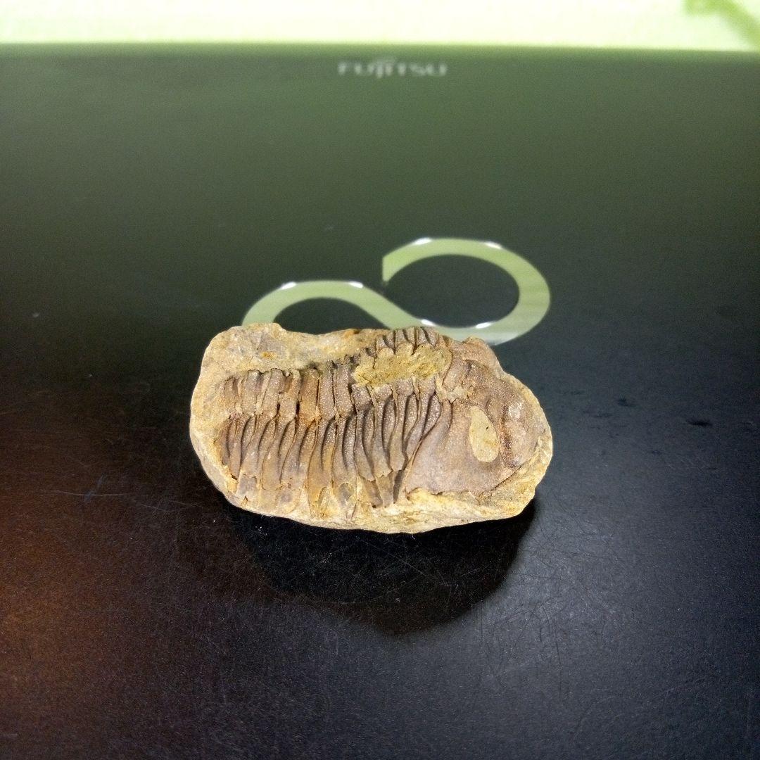 三葉虫　化石　ボリビア産　南アメリカ　trilobite　南米産fossil④