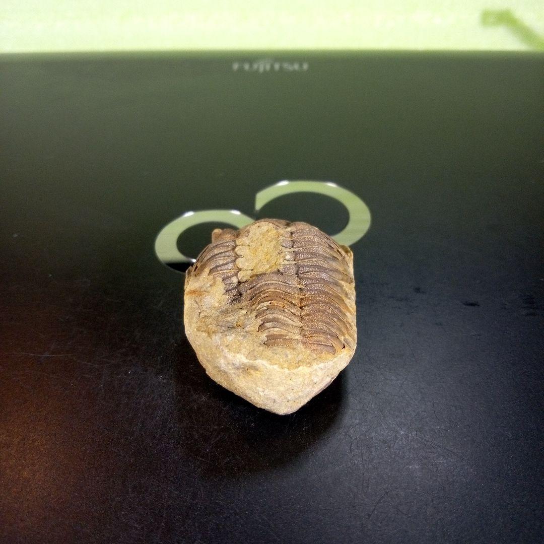 三葉虫　化石　ボリビア産　南アメリカ　trilobite　南米産fossil④