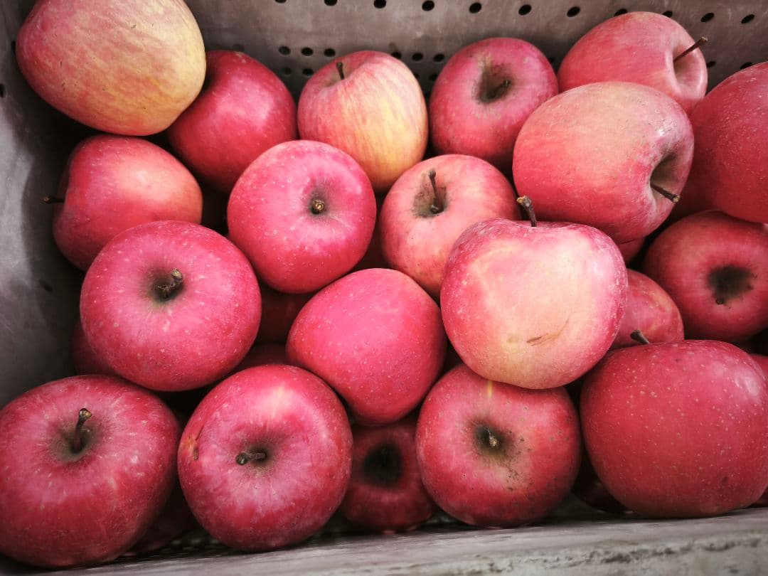 糖度21%！秀フジ・贈答用クラス10キロ【シャキシャキ】信州高山村産フジ