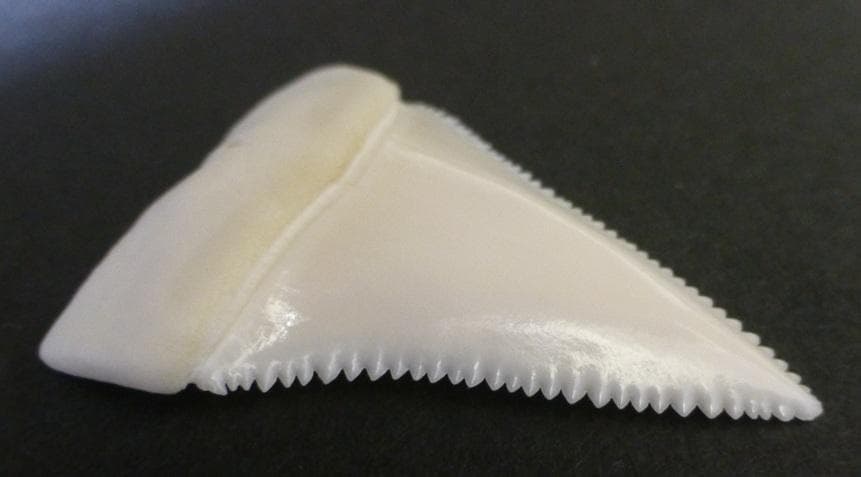 ホホジロザメ（Carcharodon carcharias）の歯45.6ｍm