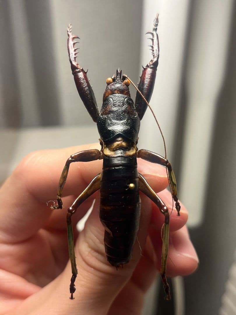 【美脚♂】マッチョキリギリス コロギス リオック　標本