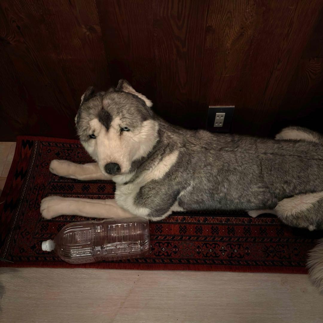 Jockline ジョックライン　ぬいぐるみ　シベリアンハスキー　狼　オオカミ