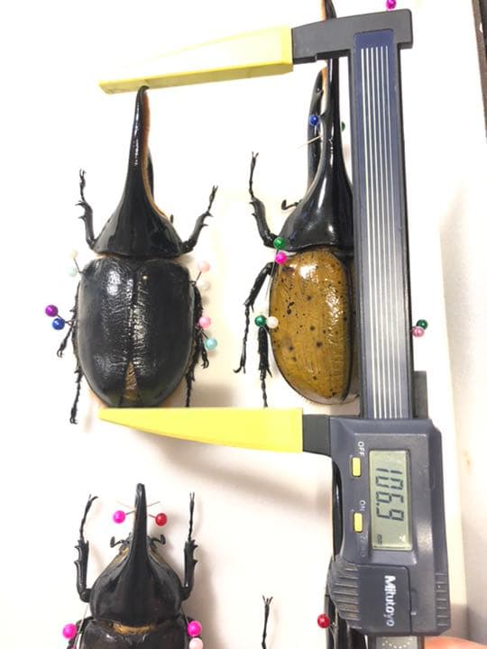 サタンオオカブト！大型！標本！