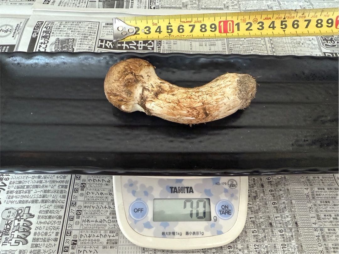 松茸　北海道　350g 送料込