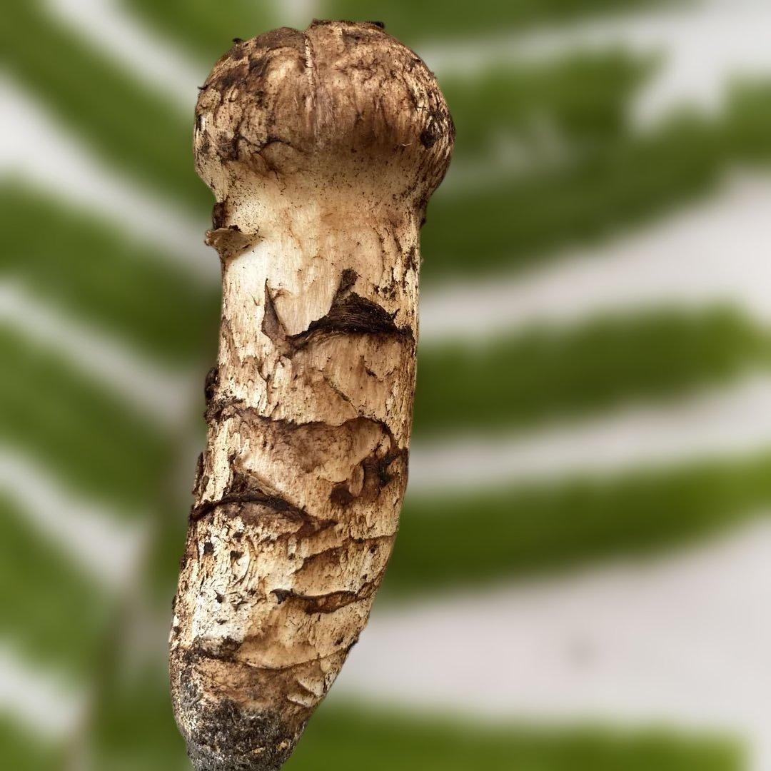 国産蕾松茸１８０g