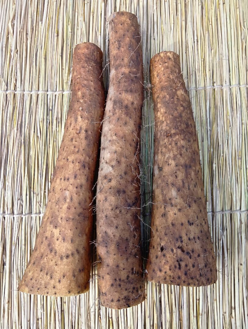 ★新鮮な大きめな長芋たっぷり◆