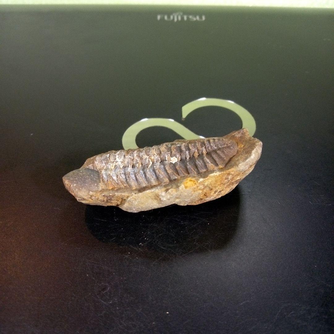 三葉虫　化石　fossil　ボリビア　trilobite　三葉虫綱　三葉虫管理⑤