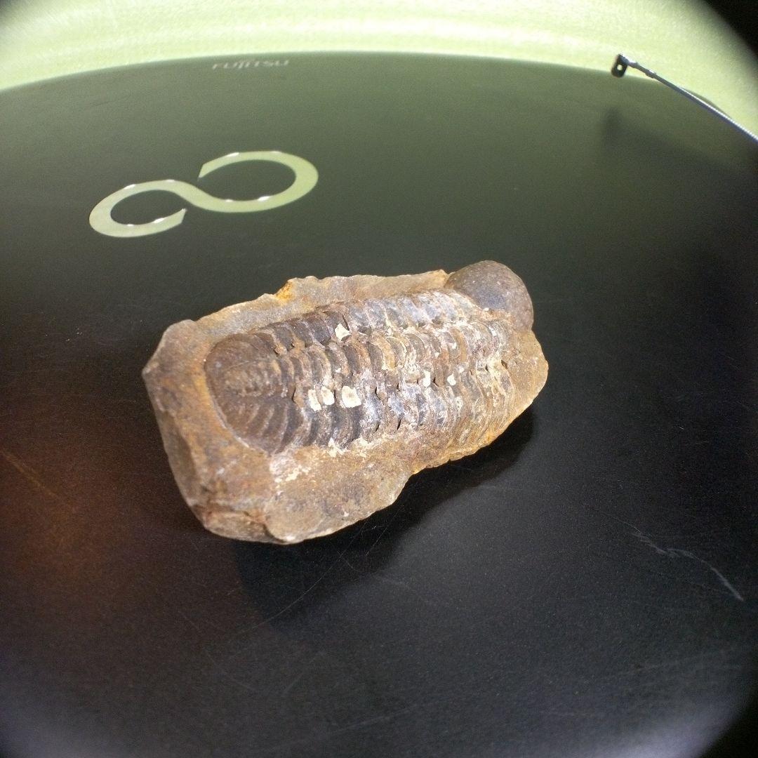 三葉虫　化石　fossil　ボリビア　trilobite　三葉虫綱　三葉虫管理⑤
