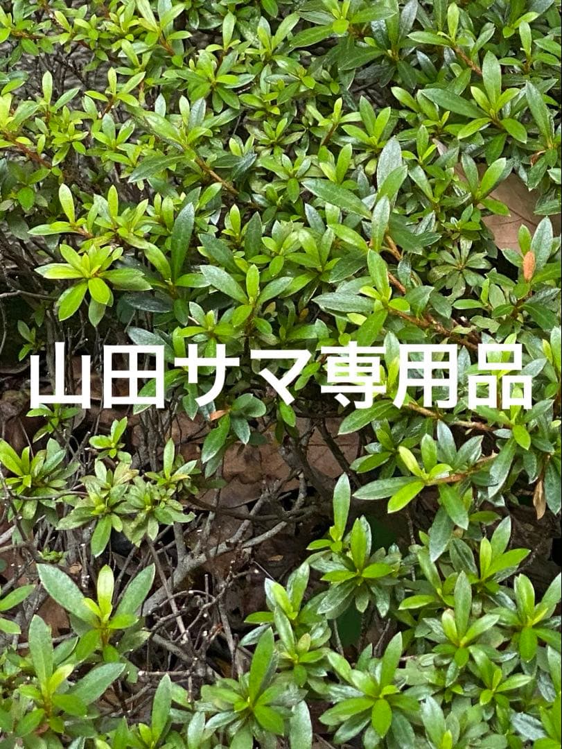 オカザエモン50×2 100個