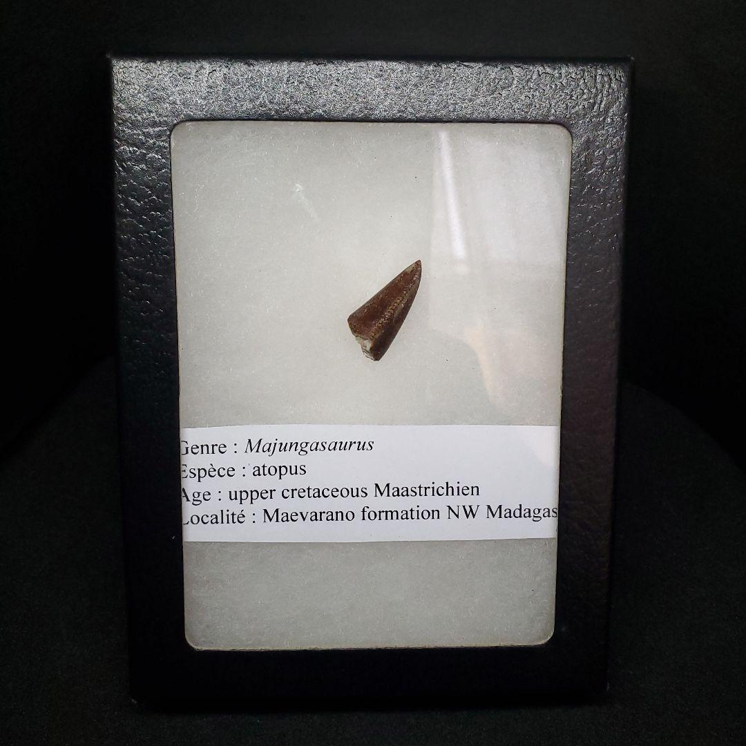 博物館級 マジュンガサウルス 恐竜 歯 化石 本物 19.30mm fr67