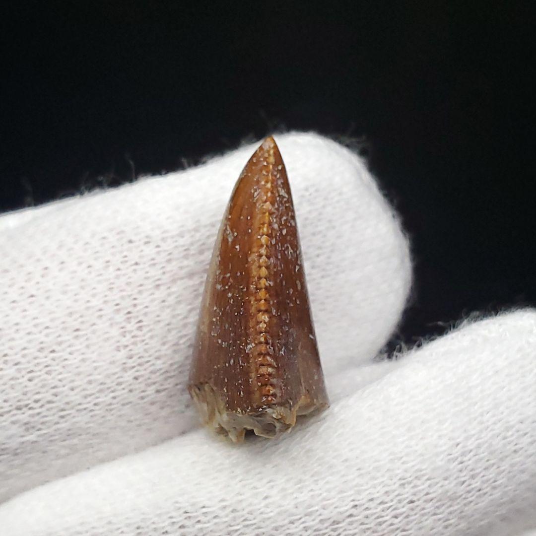 博物館級 マジュンガサウルス 恐竜 歯 化石 本物 19.30mm fr67