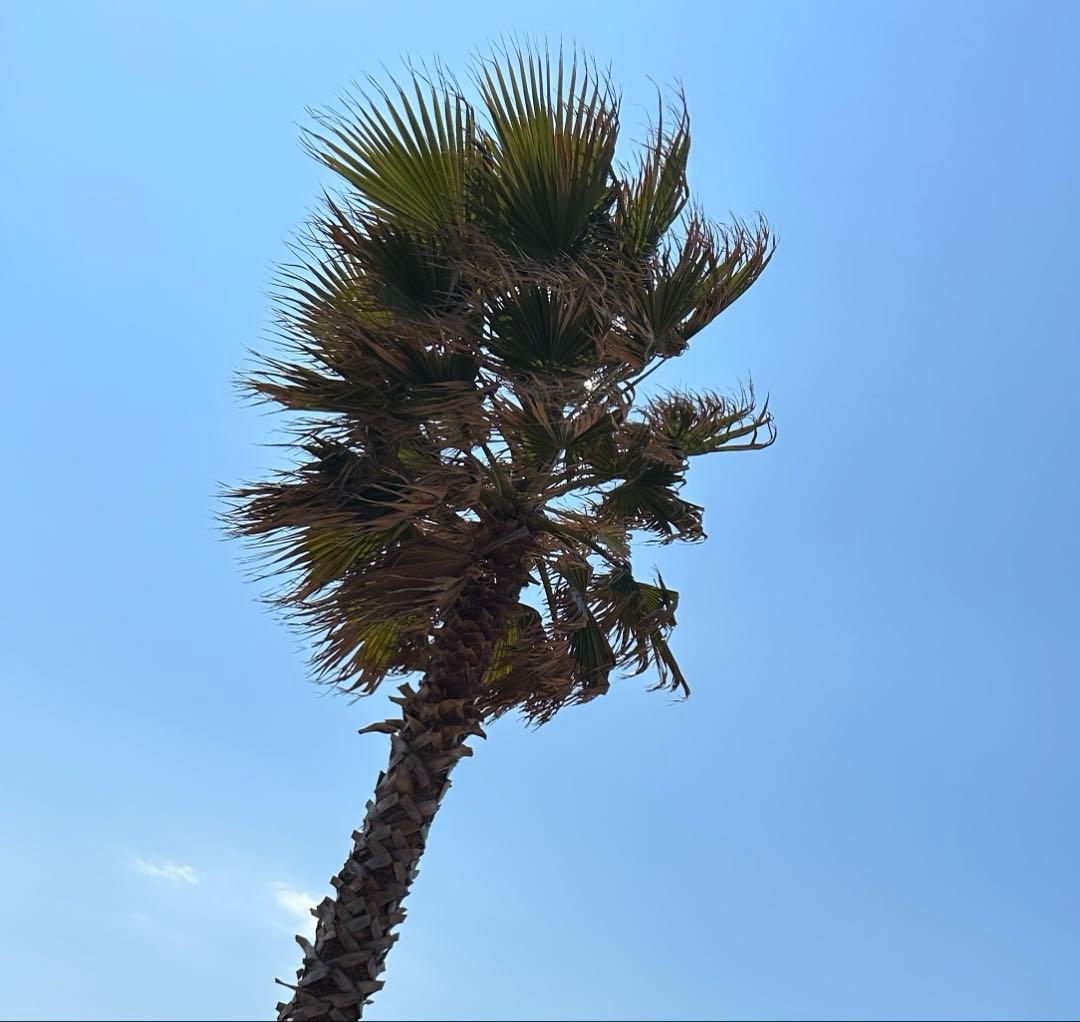 【がっちゃん！枠】