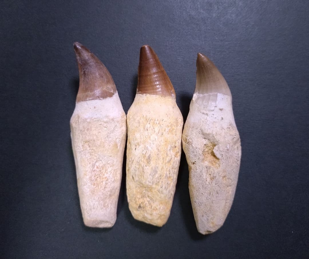 【お買い得本物】モロッコ産モササウルスの歯歯根付3本セット約9cm×3本
