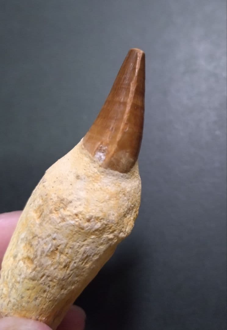 【お買い得本物】モロッコ産モササウルスの歯歯根付3本セット約9cm×3本