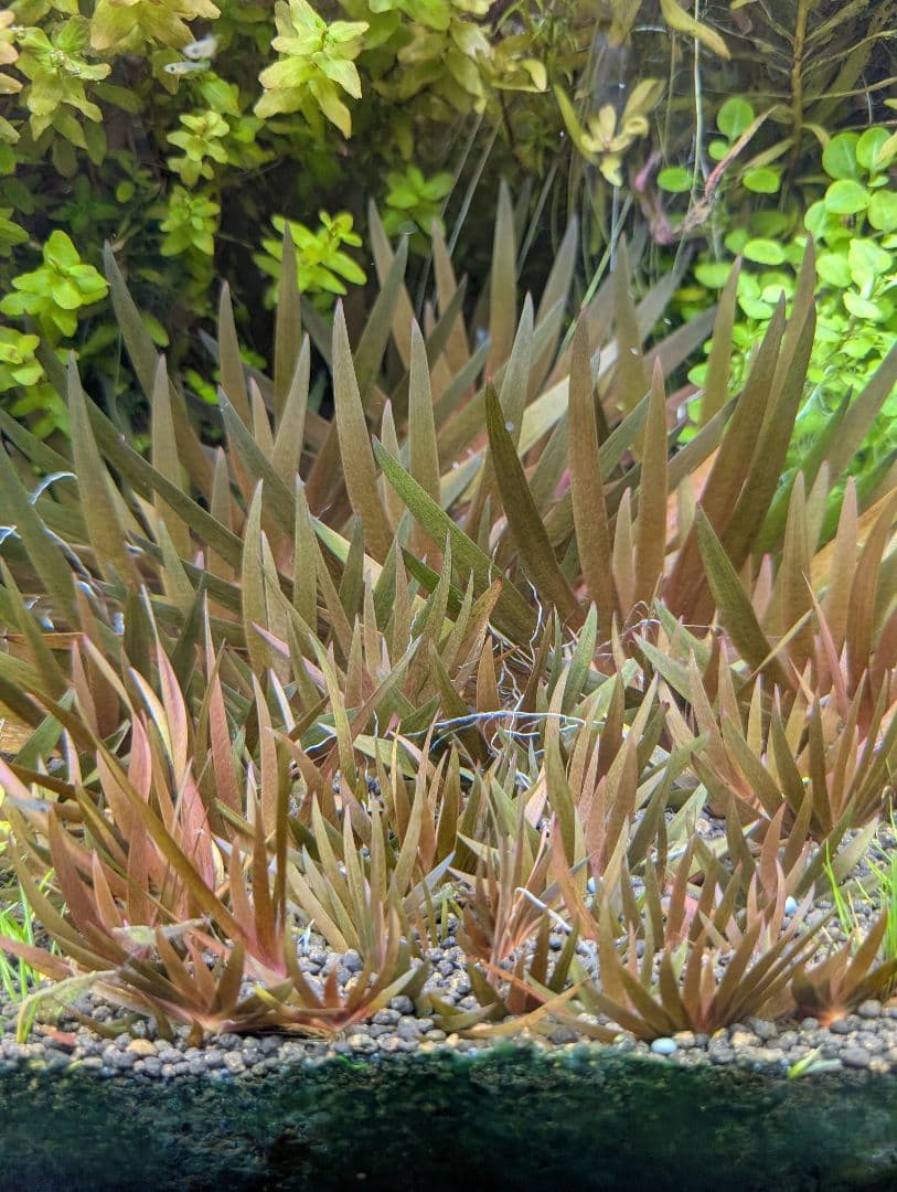 メルカリ便　●xyris sp red水中葉大株1株 水草　ADA　水槽