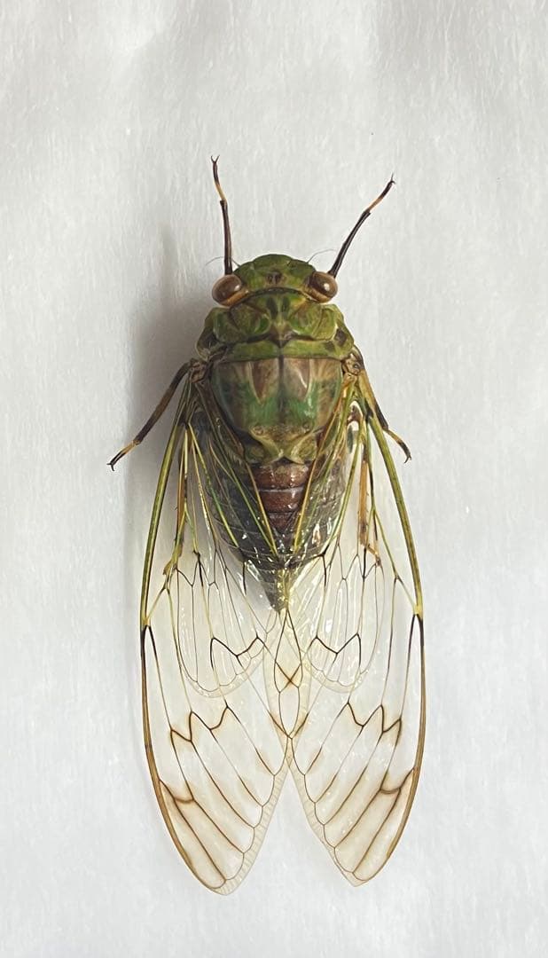 激レア 緑系 タイワンヒグラシ メス 標本
