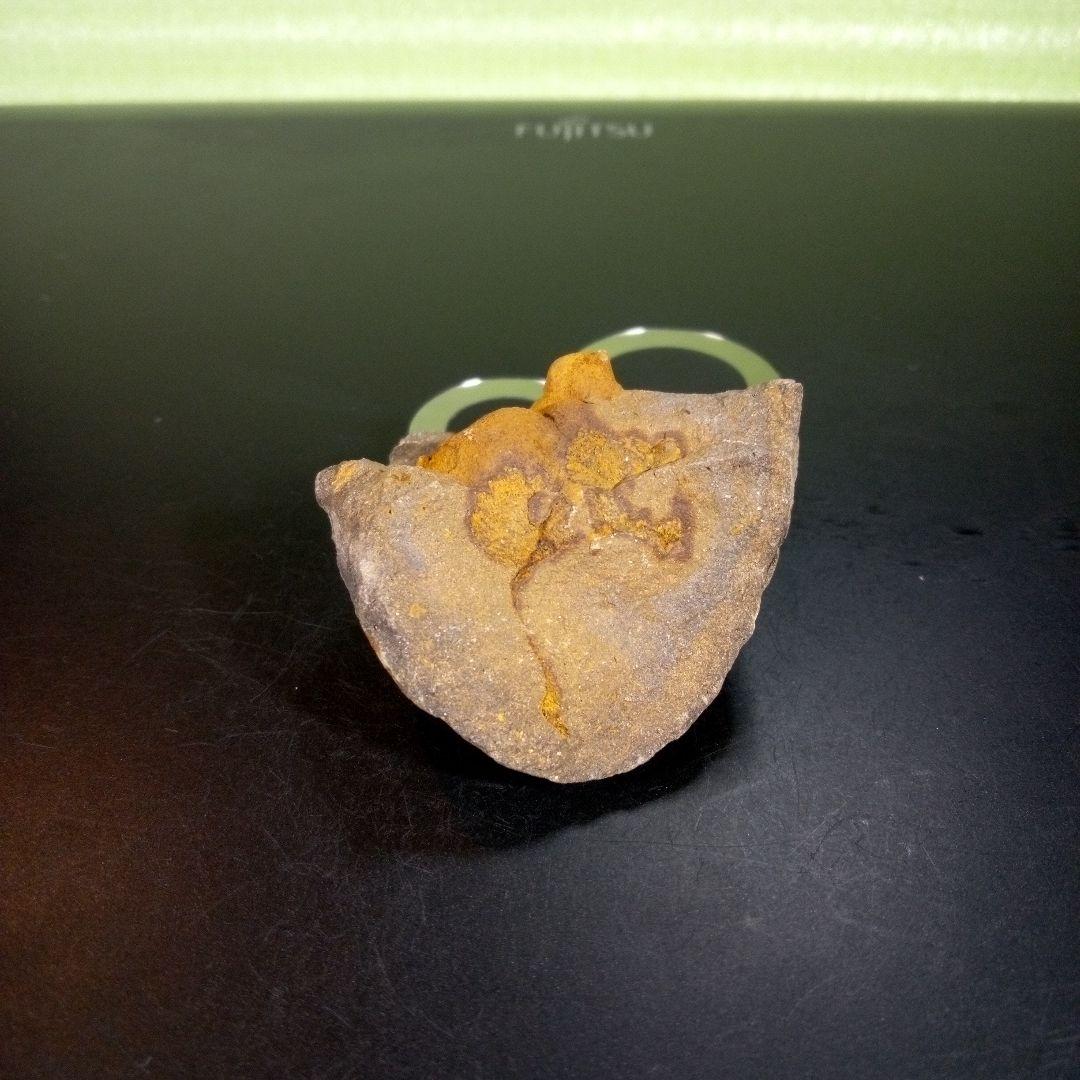 三葉虫　化石　fossil　海　ボリビア産　trilobite　ボリビア化石郡⑧