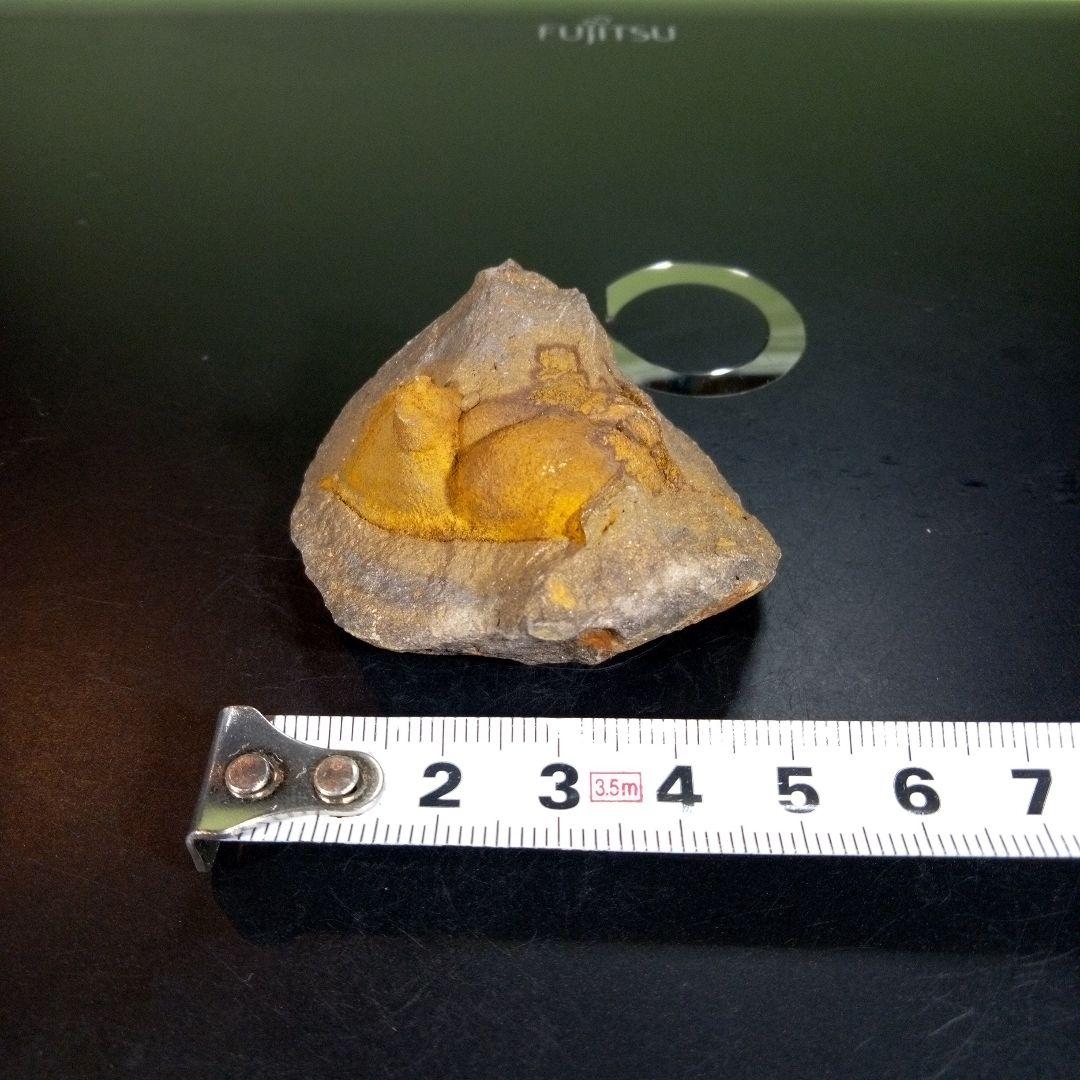 三葉虫　化石　fossil　海　ボリビア産　trilobite　ボリビア化石郡⑧