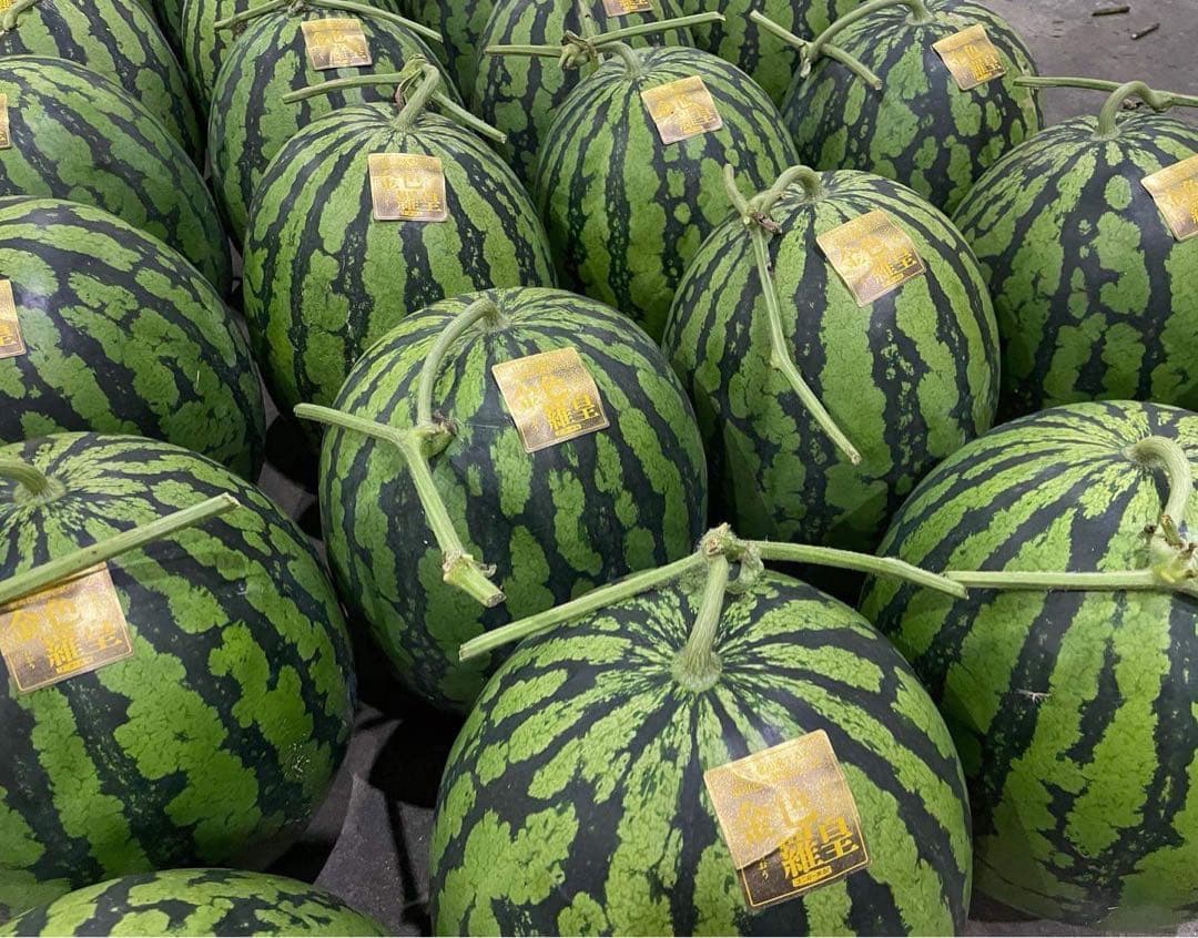 特大！金色羅皇4L2玉セットご家庭用19〜21k箱込　かめまる食堂