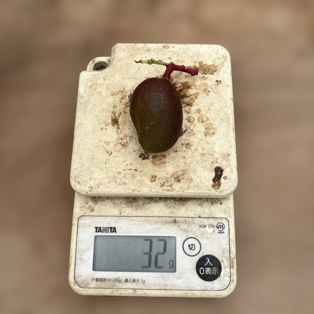 摘果マンゴー2/14