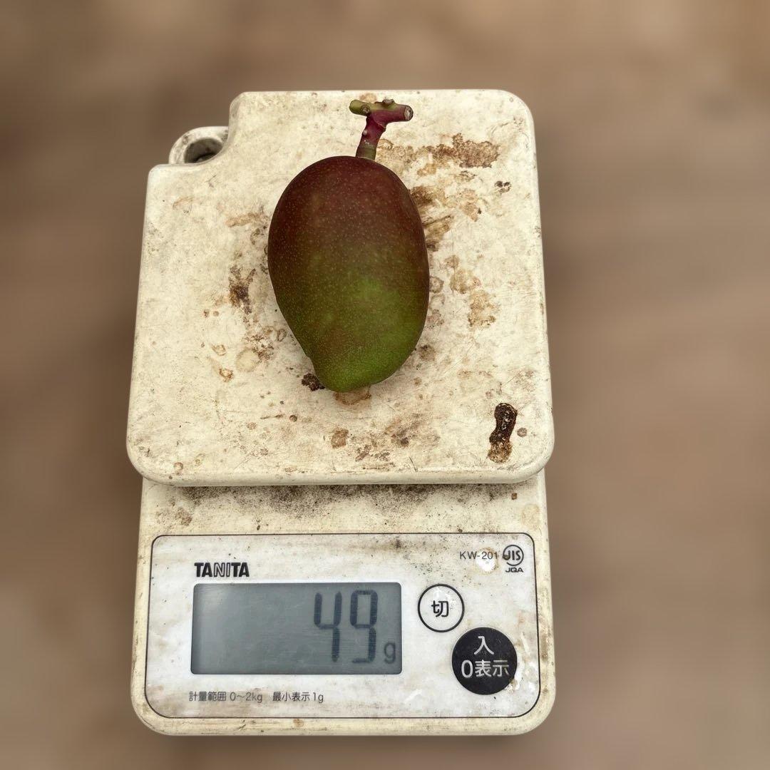 摘果マンゴー2/14