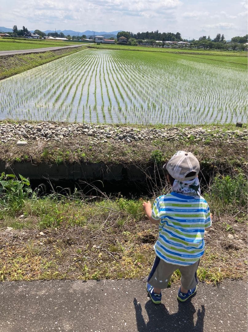 農家直送　令和七年度　栃木県産　コシヒカリ　玄米　30kg　1袋