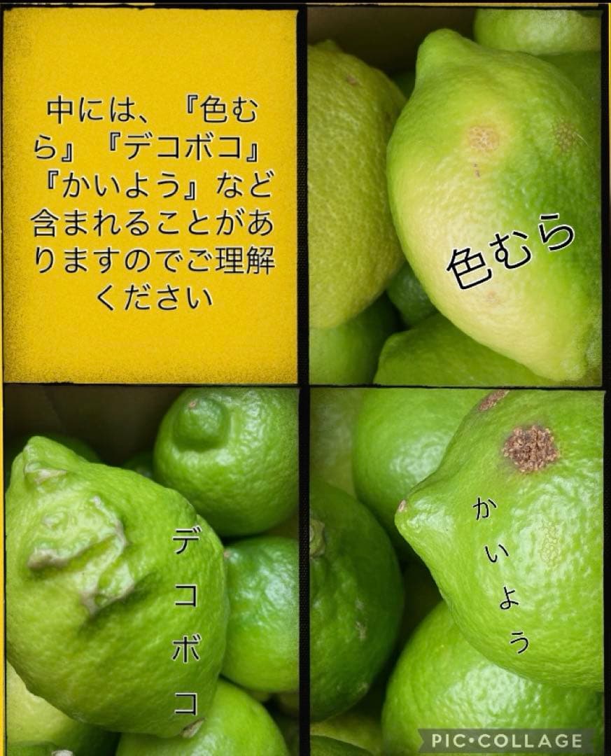 瀬戸内広島レモン♪15kg 農家直送