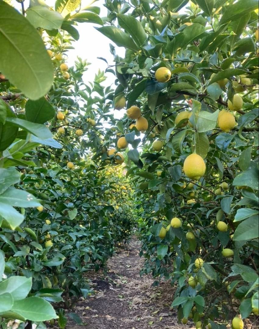 瀬戸内広島レモン♪15kg 農家直送