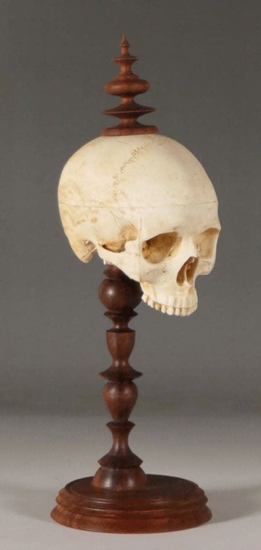 【ガラスドーム入り 頭蓋骨模型 】ゴシック ダークアカデミア ヴンダーカンマー