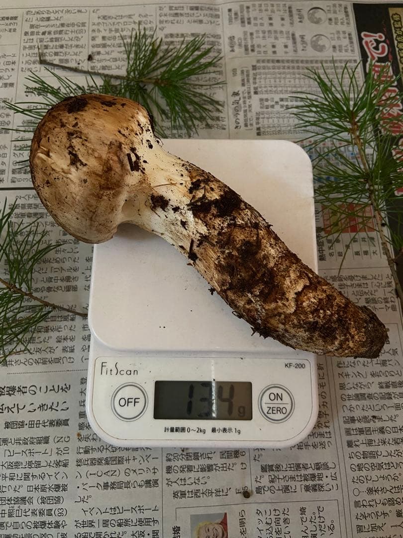 南信州産松茸　10月18日朝採れ　極上134g