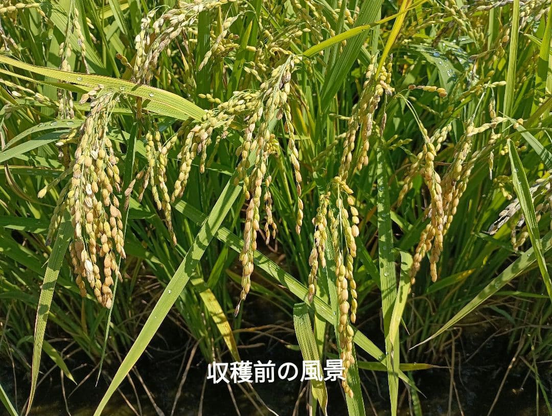 ななつぼし　白米10kg( 5kg袋×2)