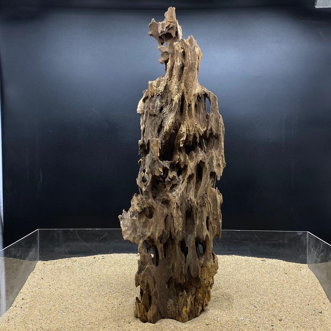 MMW-6463 特大マシンガンウッド　流木　アクアリウム