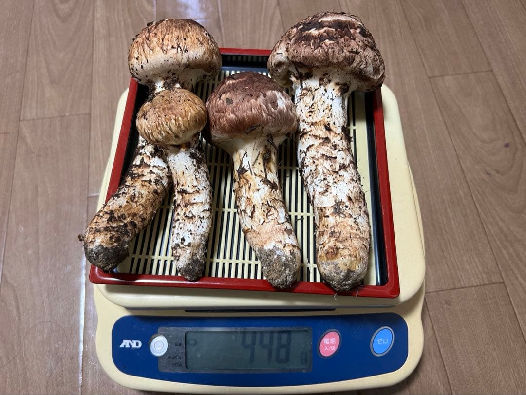 10/12朝採れ　岐阜県産　天然マツタケ 448g極上蕾
