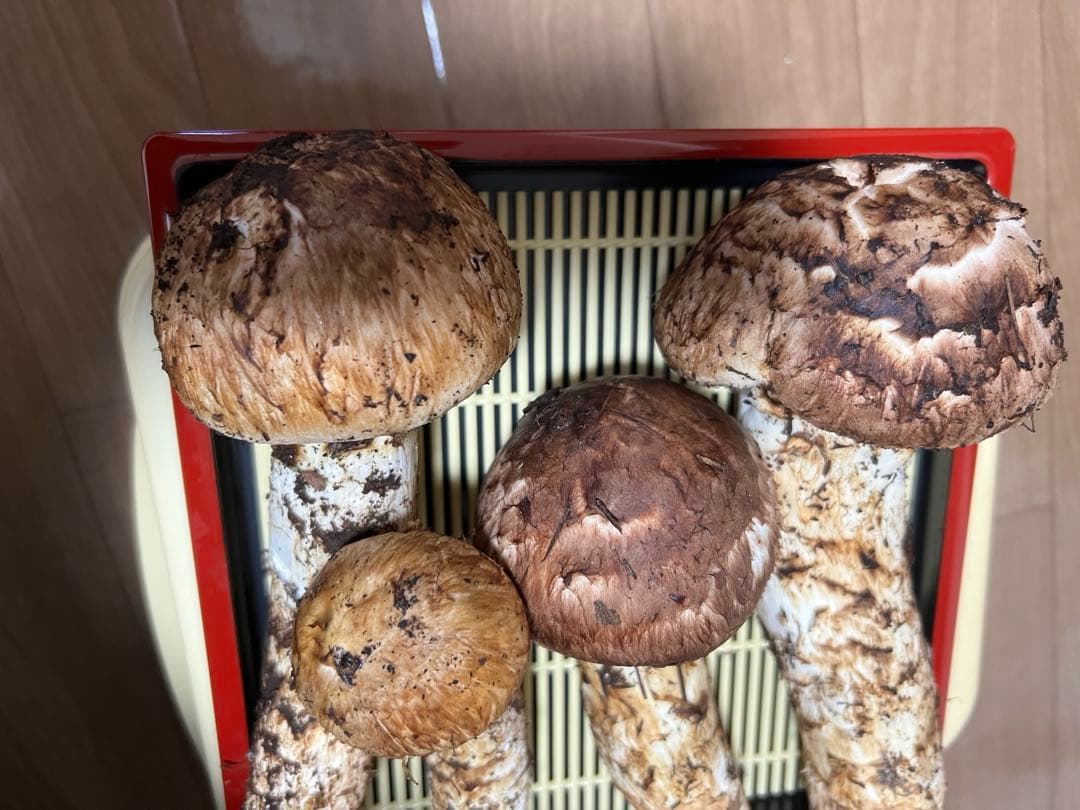 10/12朝採れ　岐阜県産　天然マツタケ 448g極上蕾