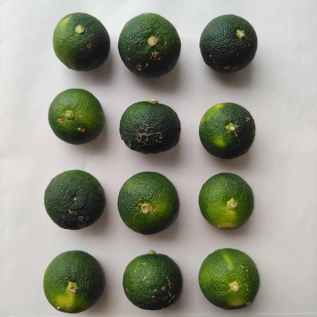 露地スダチ(二級品) 箱込み10kg