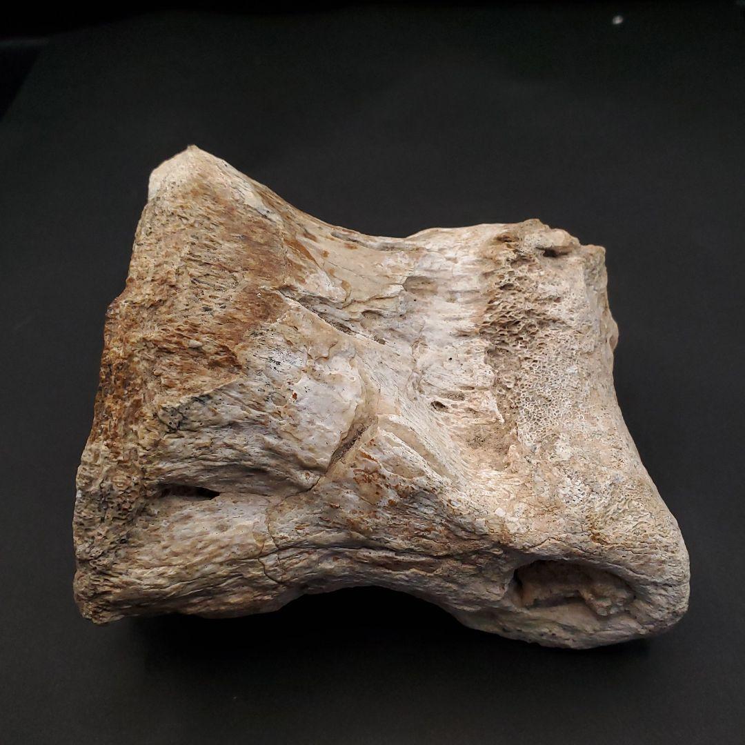 希少 ティラノサウルス類 化石 骨 恐竜 ゴビ砂漠産101.33mm  fr87