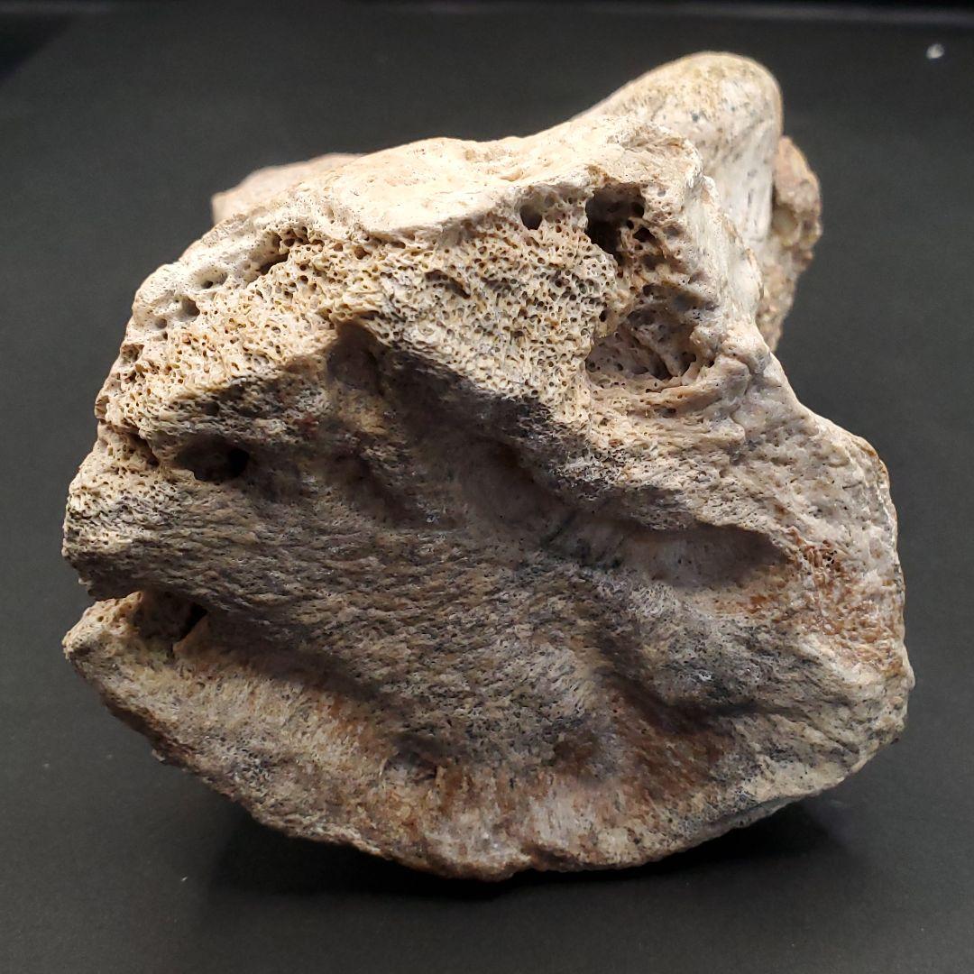 希少 ティラノサウルス類 化石 骨 恐竜 ゴビ砂漠産101.33mm  fr87