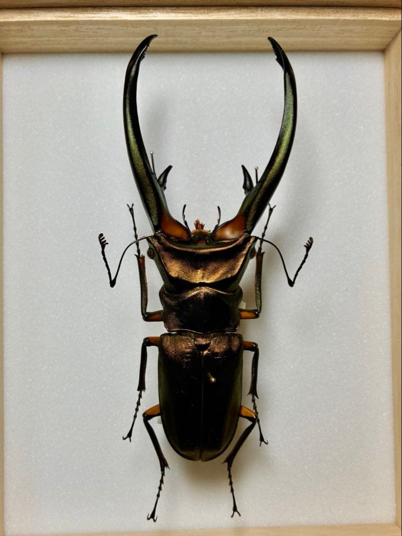 昆虫標本　大型エラフスホソアカ100mm 野外品