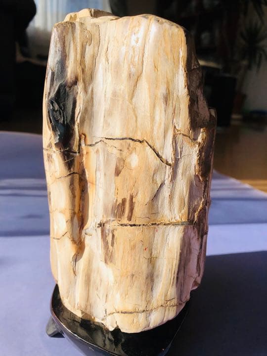 木化石（重さ2120克）珪化木鑑賞石 景石 天然石 台付き 銘石 （2点セット）