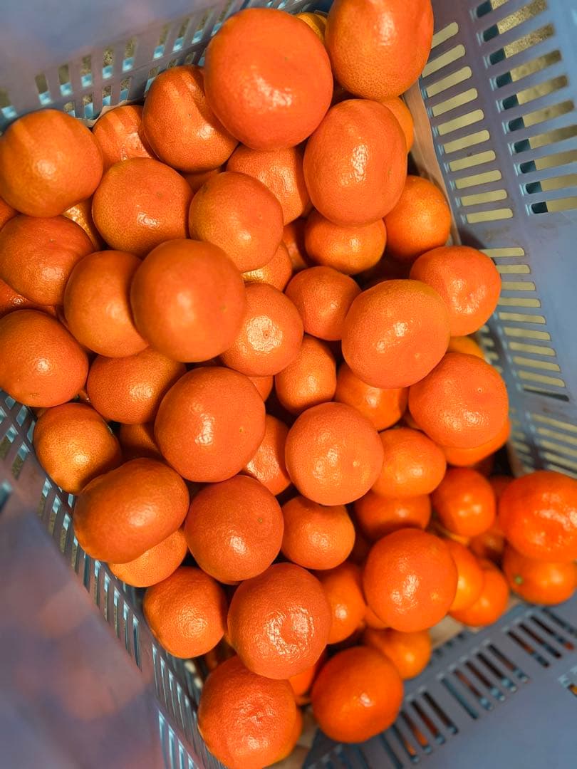 小原紅早生みかん 産地直送 坂出市産　新鮮　ひと冬大量20kg