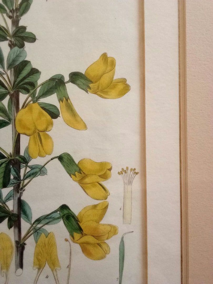 イギリス ボタニカル画の額装品 銅版画に手彩色 1827年