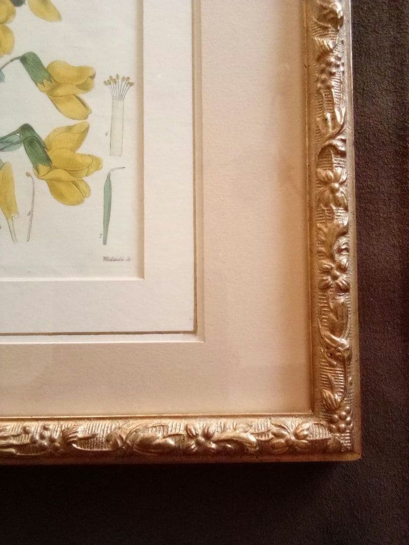 イギリス ボタニカル画の額装品 銅版画に手彩色 1827年