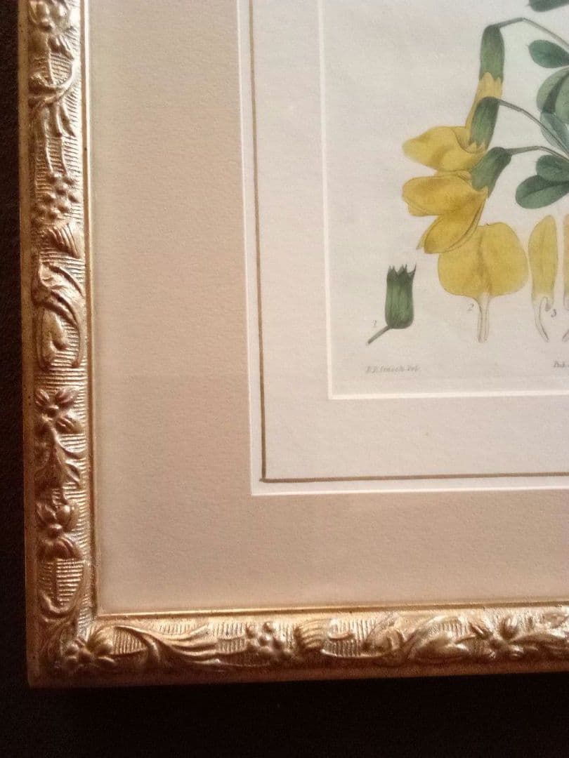 イギリス ボタニカル画の額装品 銅版画に手彩色 1827年